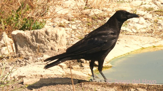 Carrion Crow - ML638224671