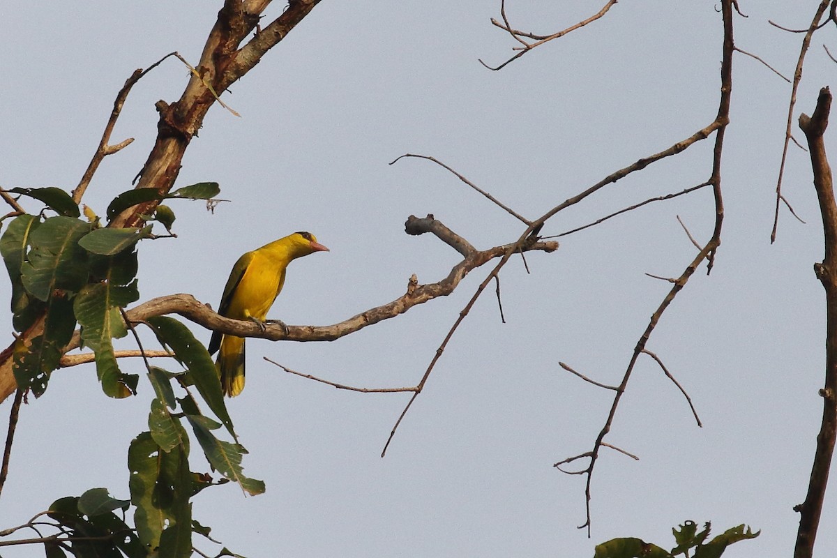 Indian Golden Oriole - ML638224676