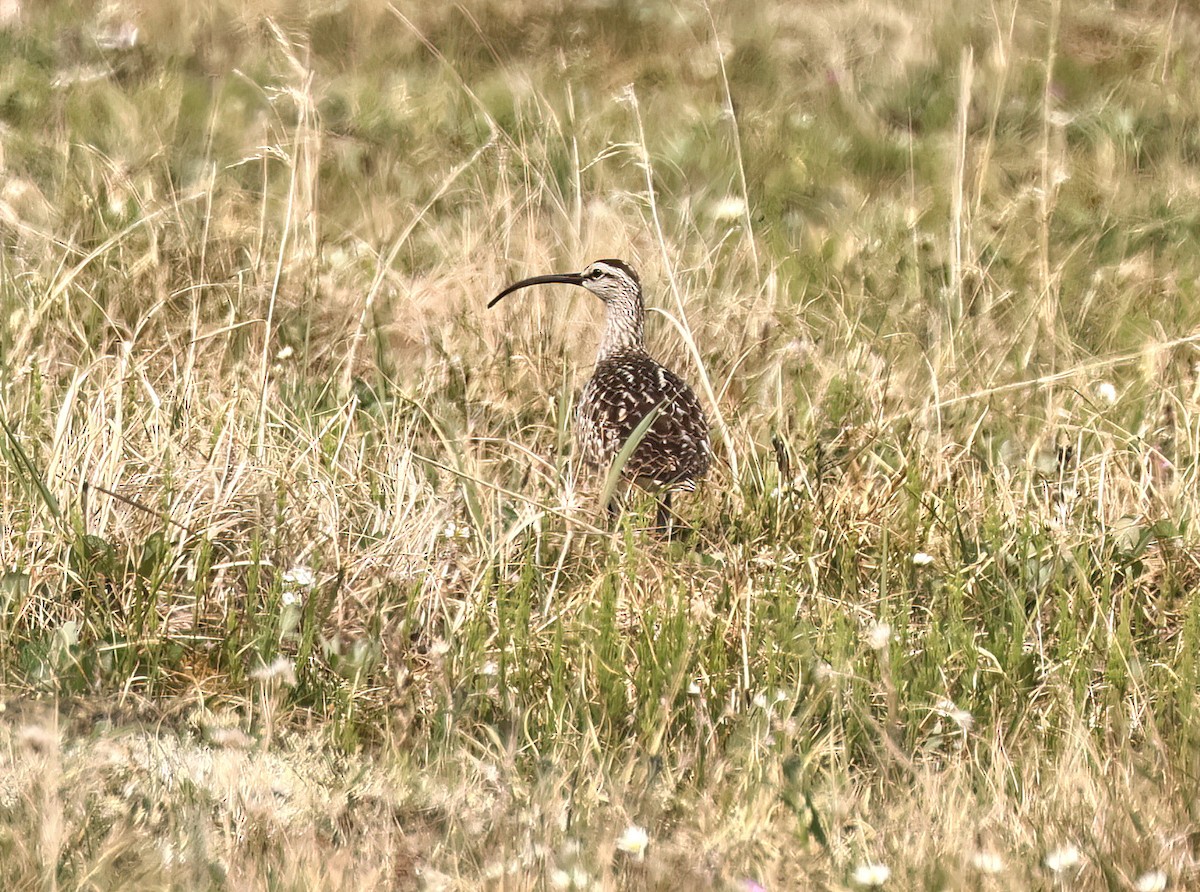 Bristle-thighed Curlew - ML638224683