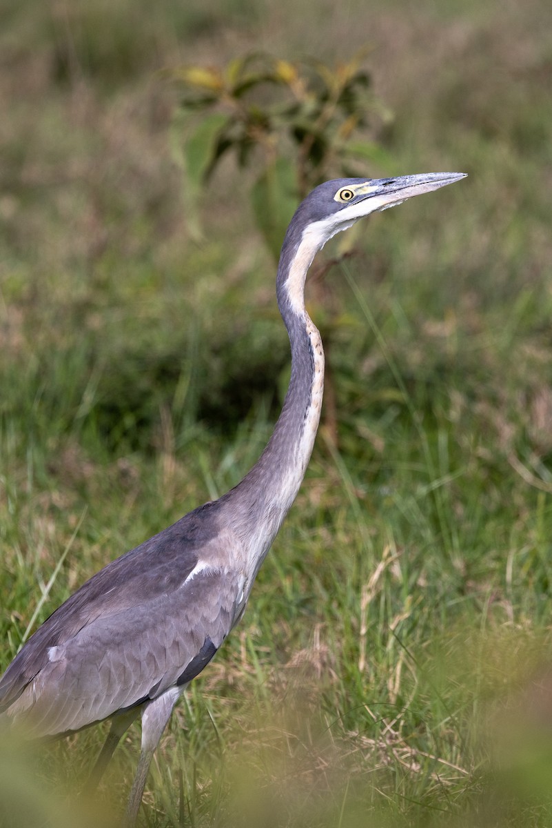 Black-headed Heron - ML638224710