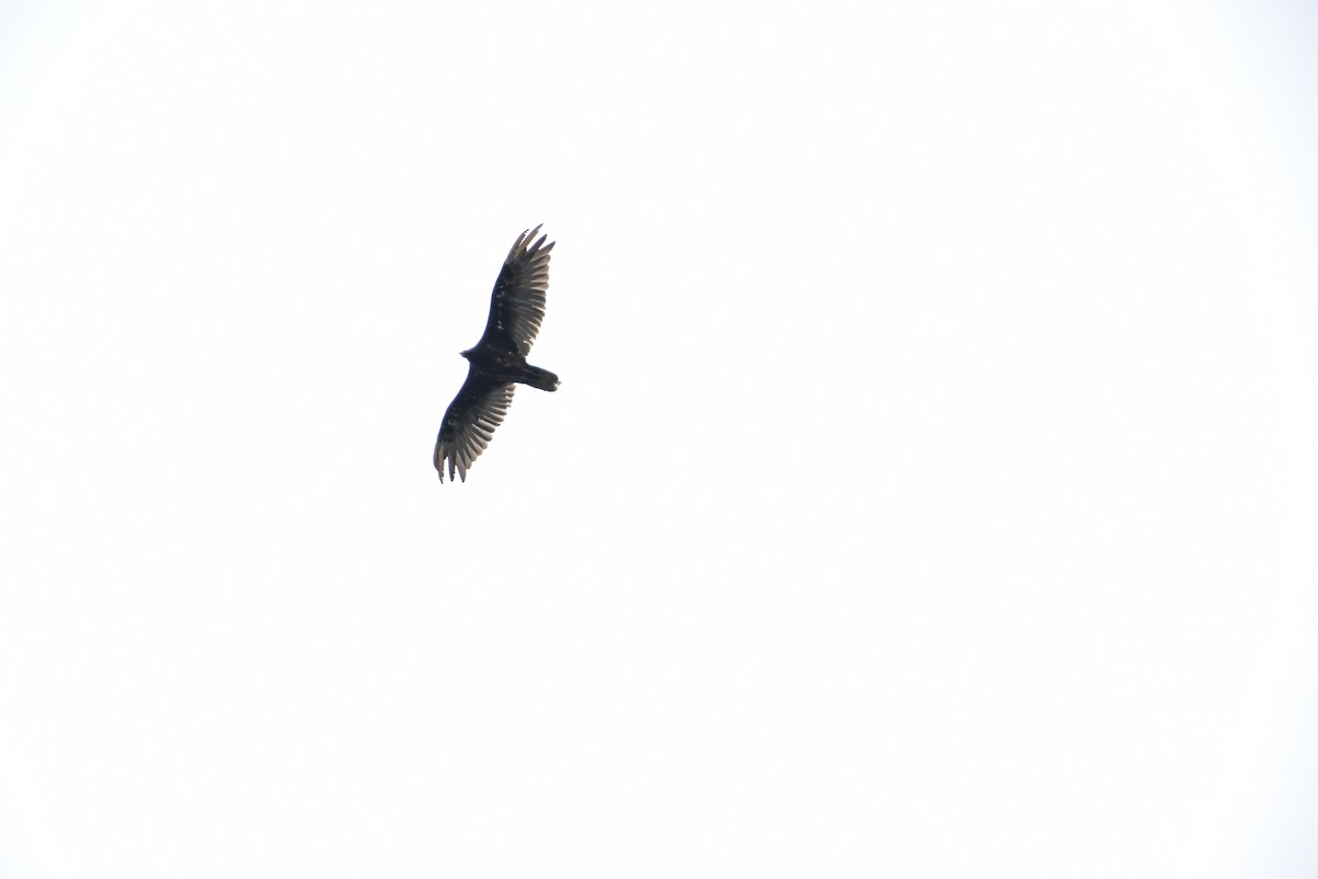 Turkey Vulture - ML638224726