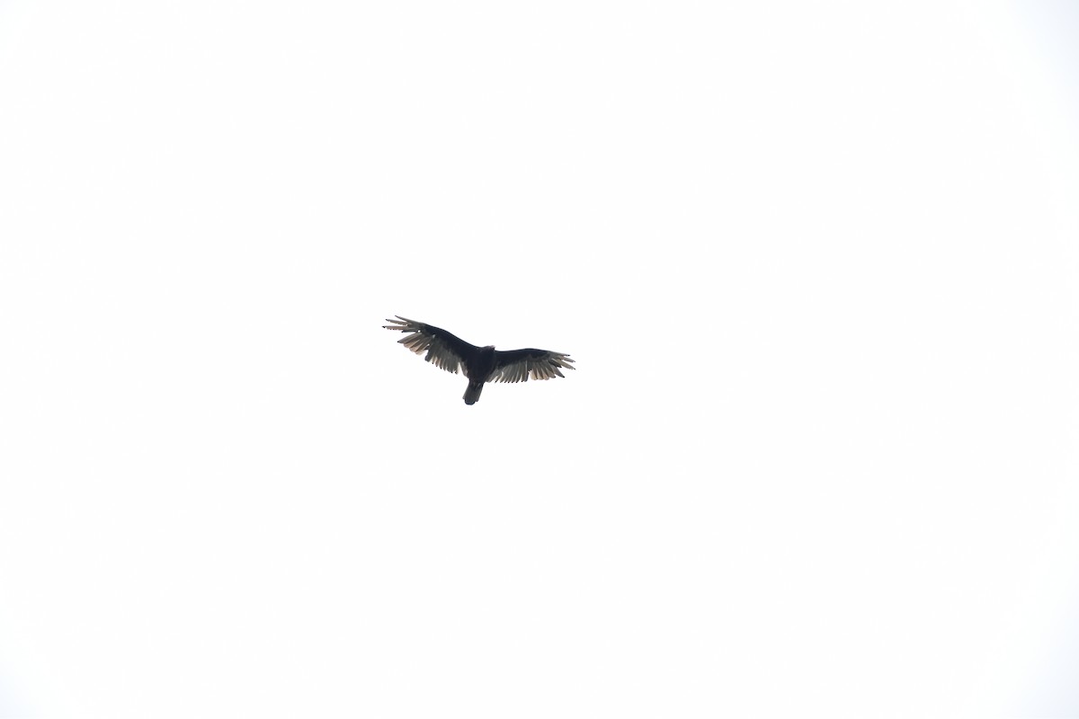 Turkey Vulture - ML638224727