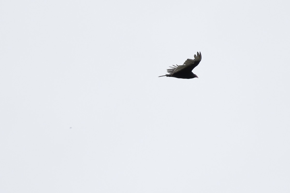 Turkey Vulture - ML638224728