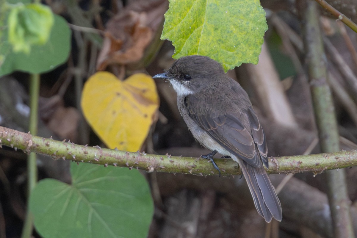 Swamp Flycatcher - ML638224744