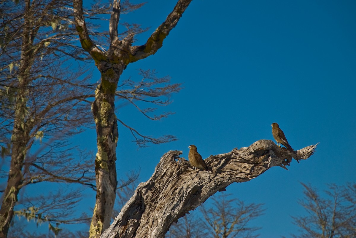 Chimango Caracara - ML638224745