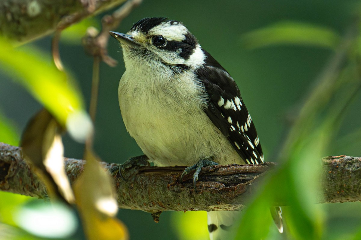 Downy/Hairy Woodpecker - ML638224761