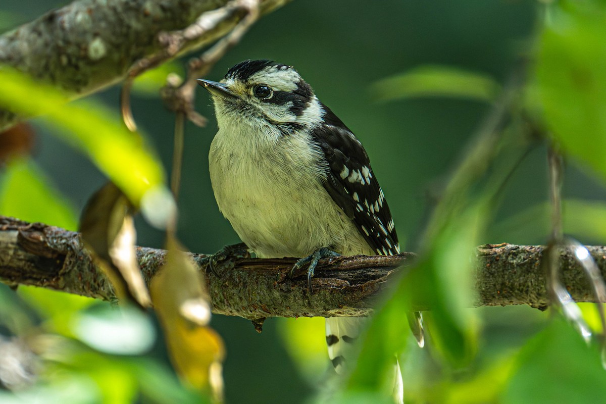 Downy/Hairy Woodpecker - ML638224762