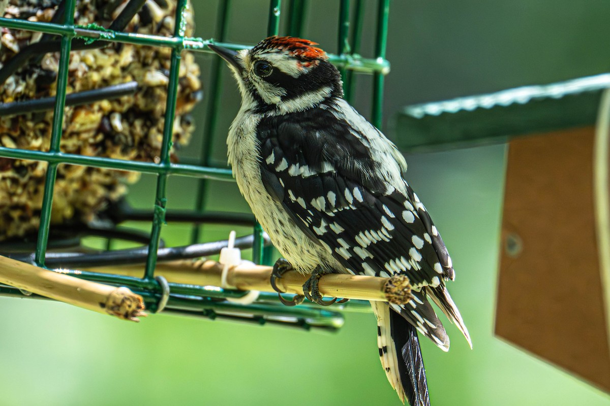 Downy/Hairy Woodpecker - ML638224763