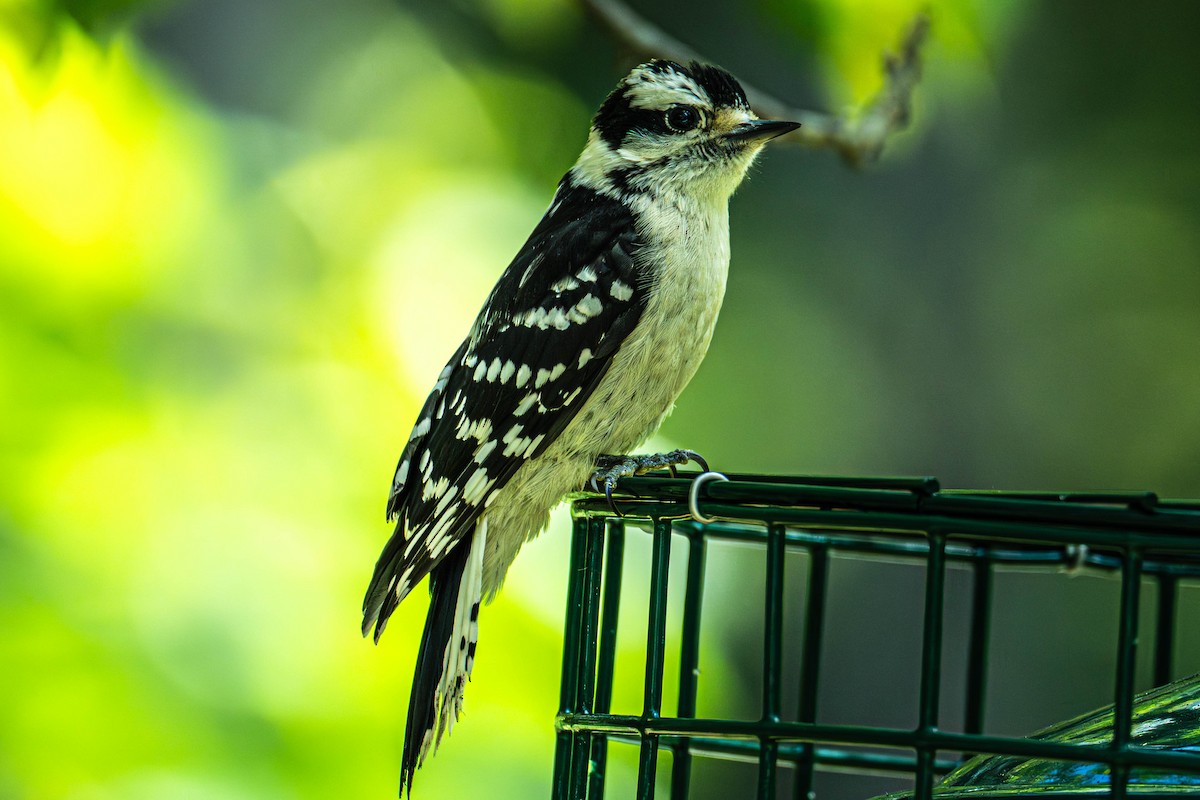 Downy/Hairy Woodpecker - ML638224764