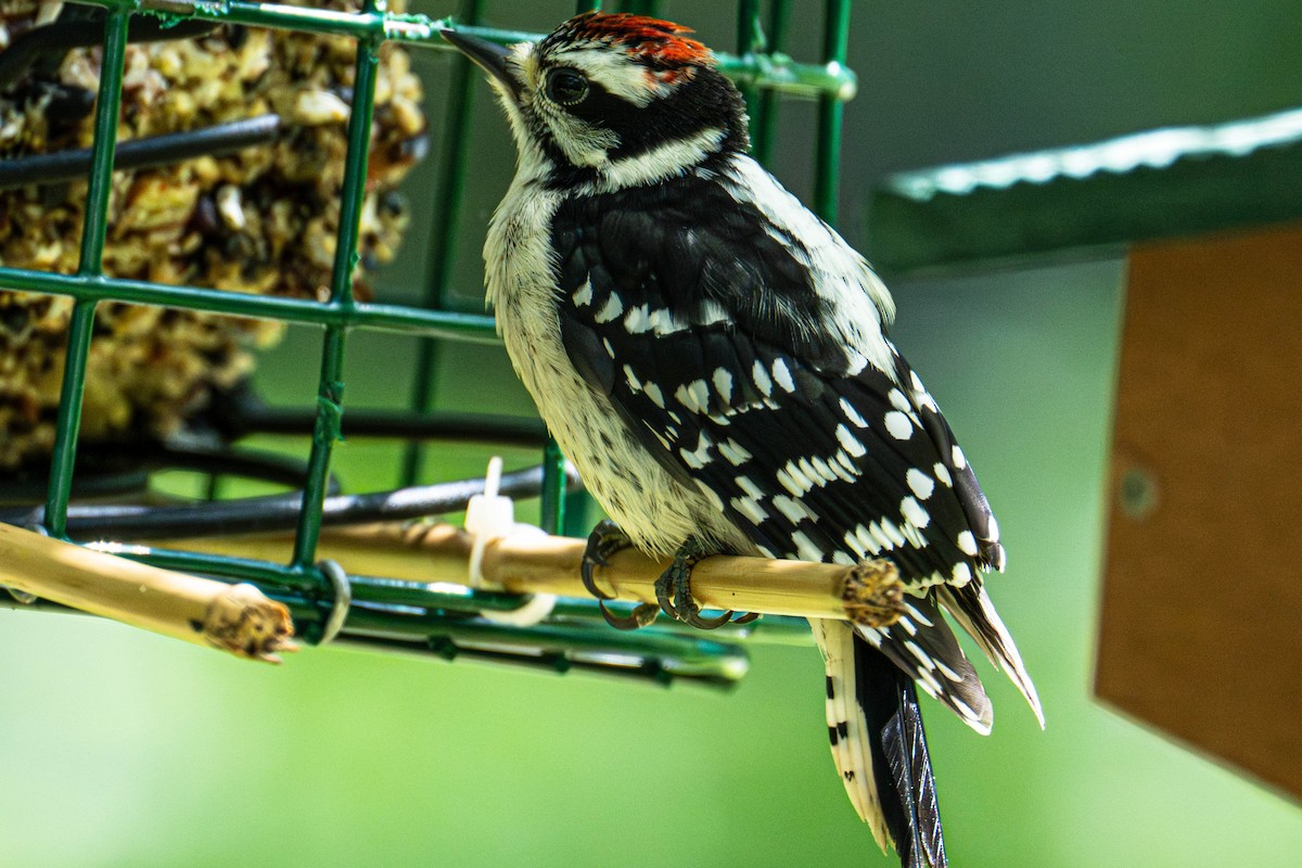 Downy/Hairy Woodpecker - ML638224765