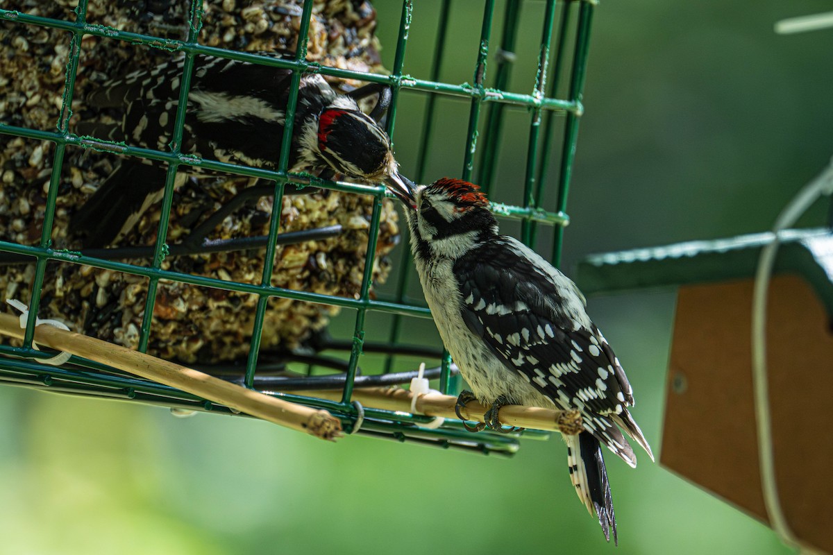 Downy/Hairy Woodpecker - ML638224766