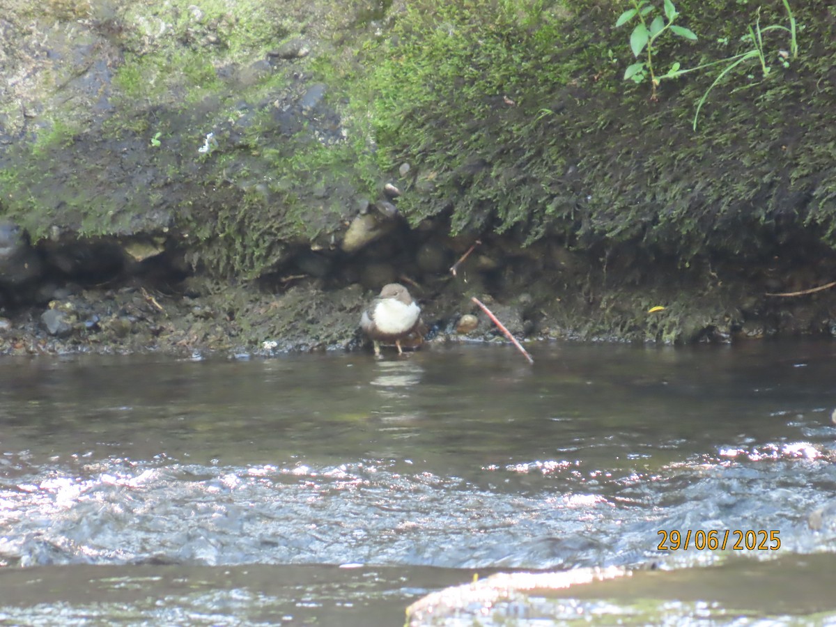 White-throated Dipper - ML638224791