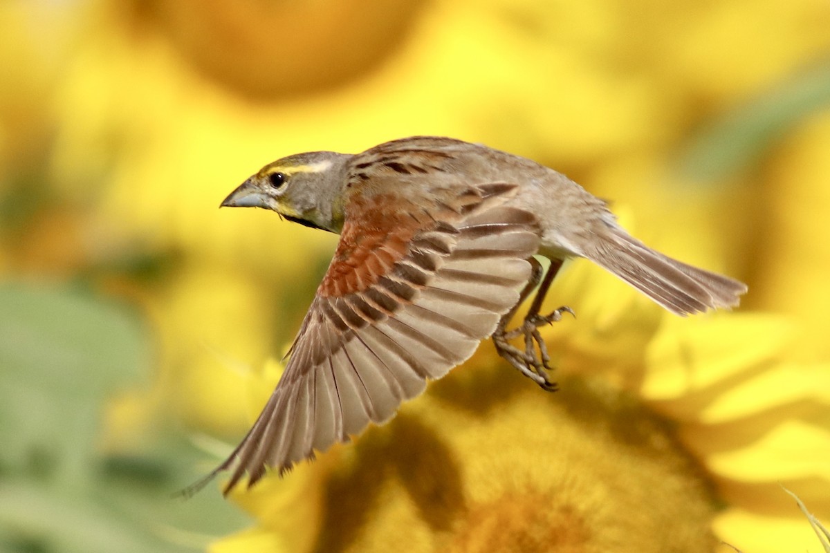 Dickcissel - ML638224820