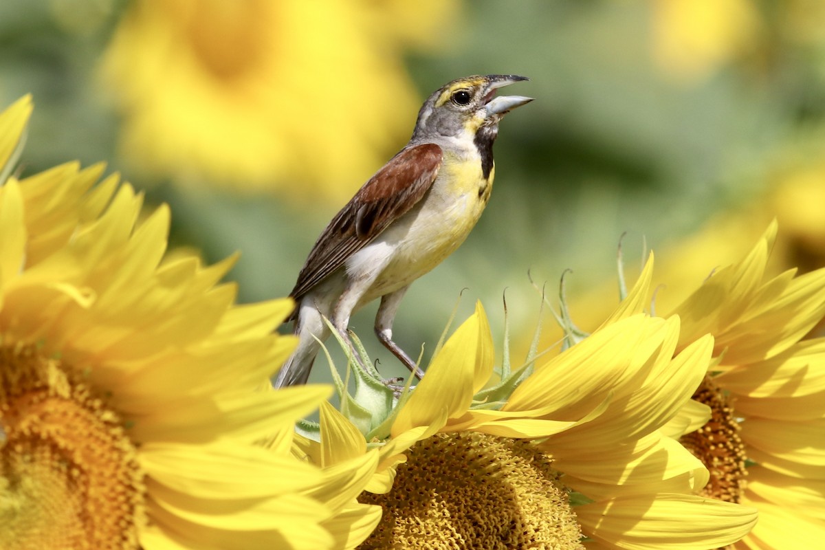 Dickcissel - ML638224821