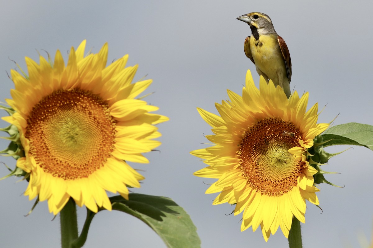 Dickcissel - ML638224823