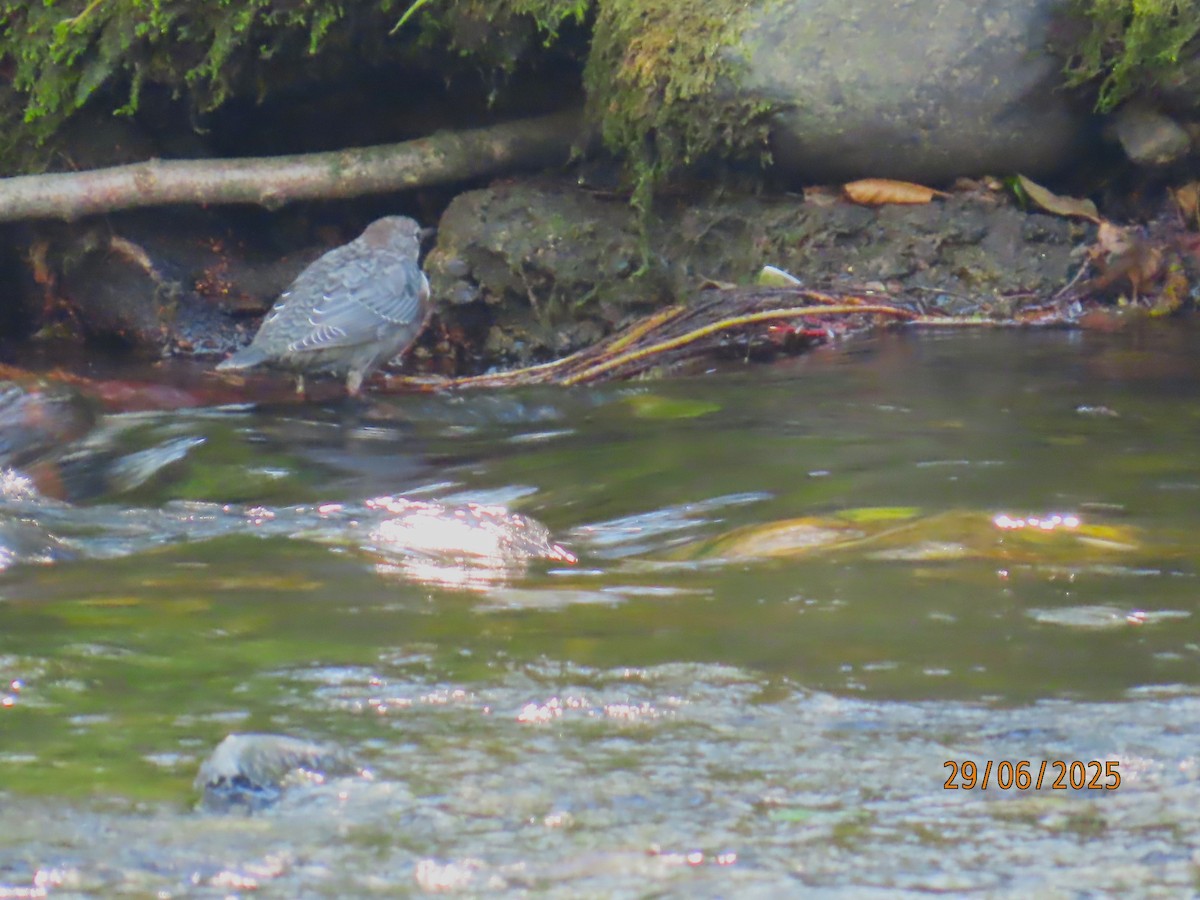White-throated Dipper - ML638224828