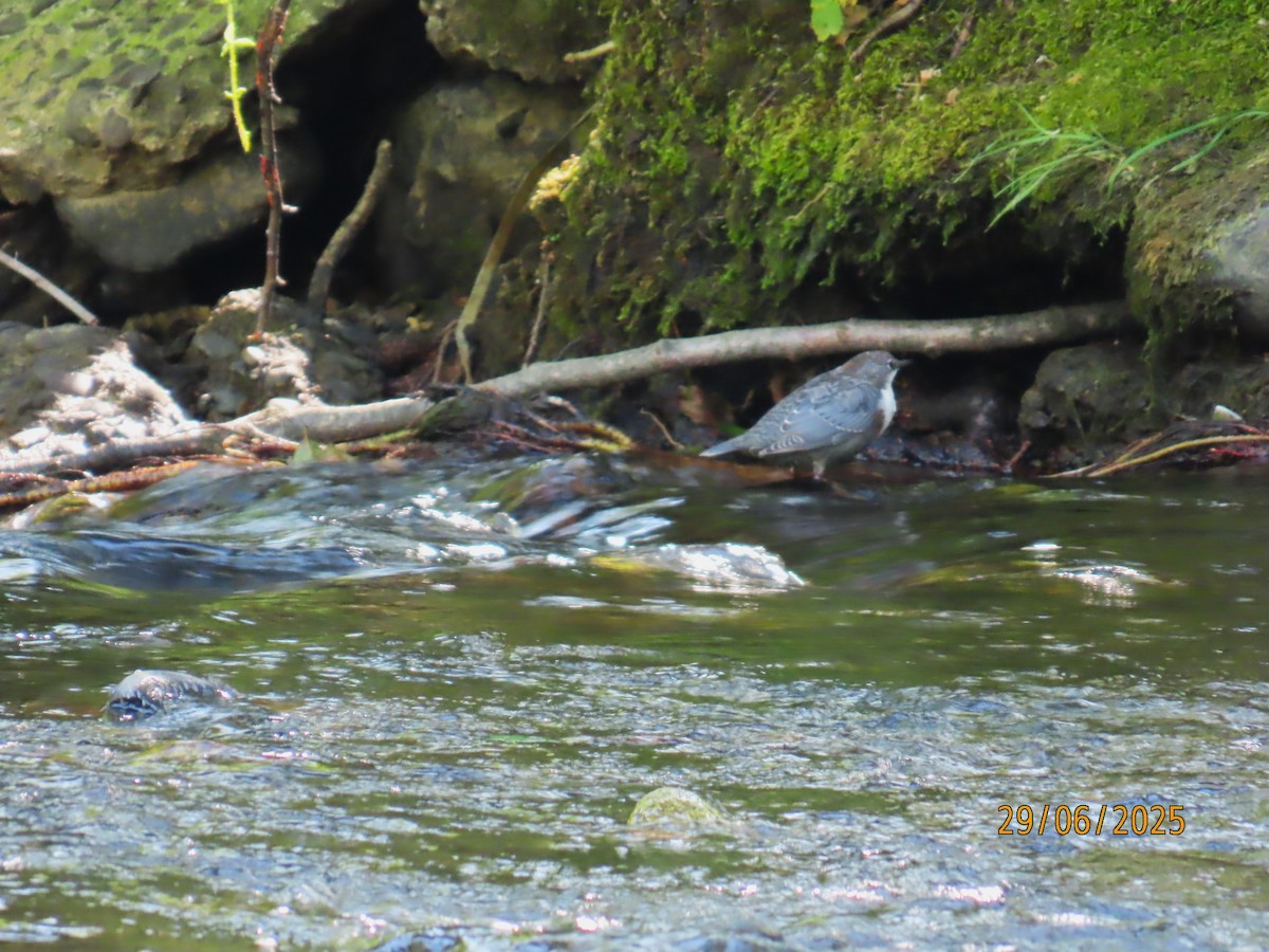 White-throated Dipper - ML638224829