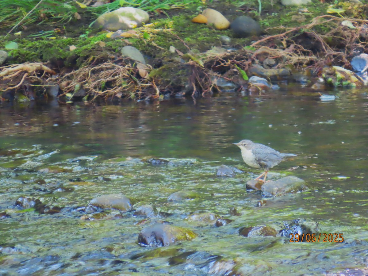 White-throated Dipper - ML638224830
