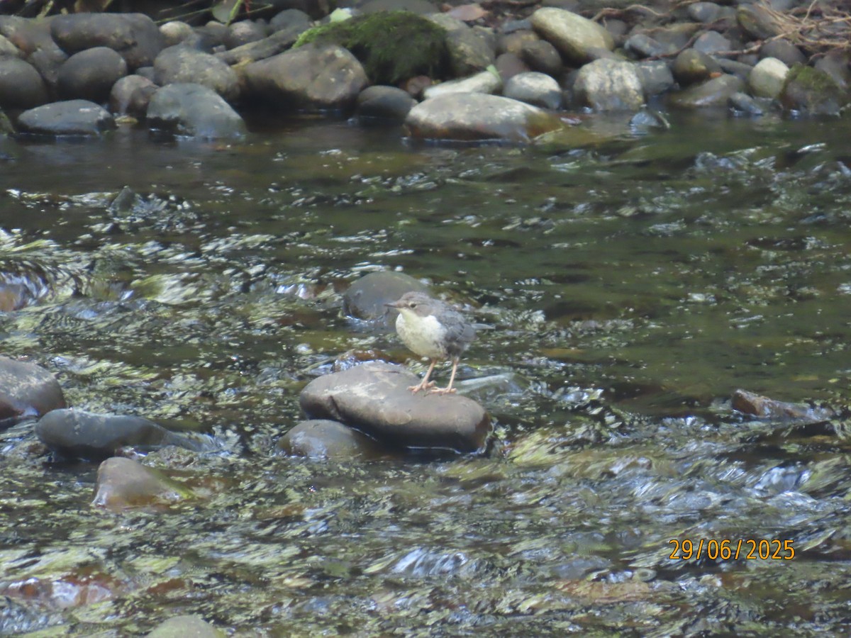 White-throated Dipper - ML638224831