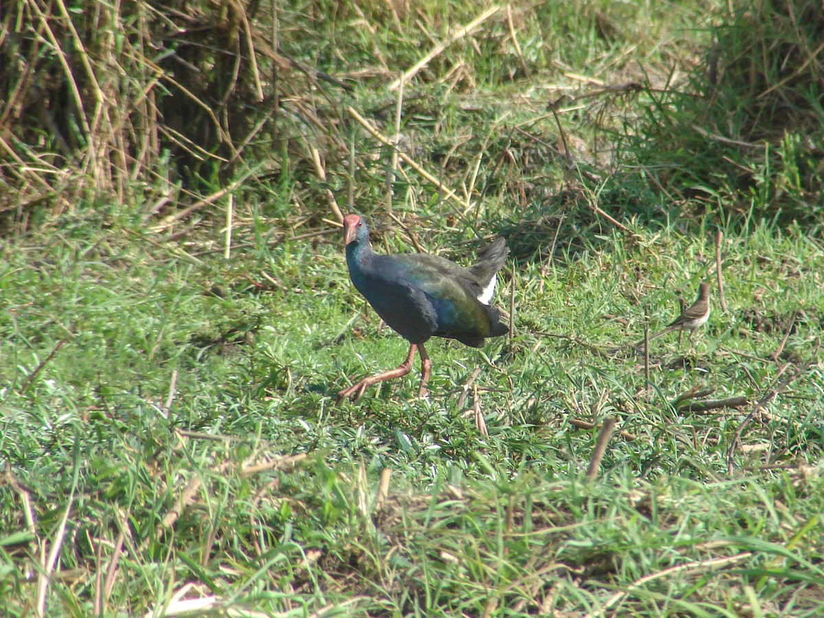 African Swamphen - ML638224841