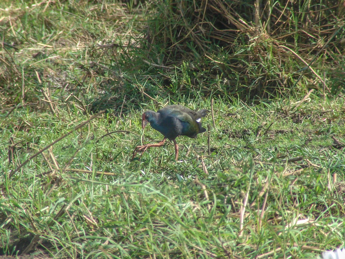 African Swamphen - ML638224842