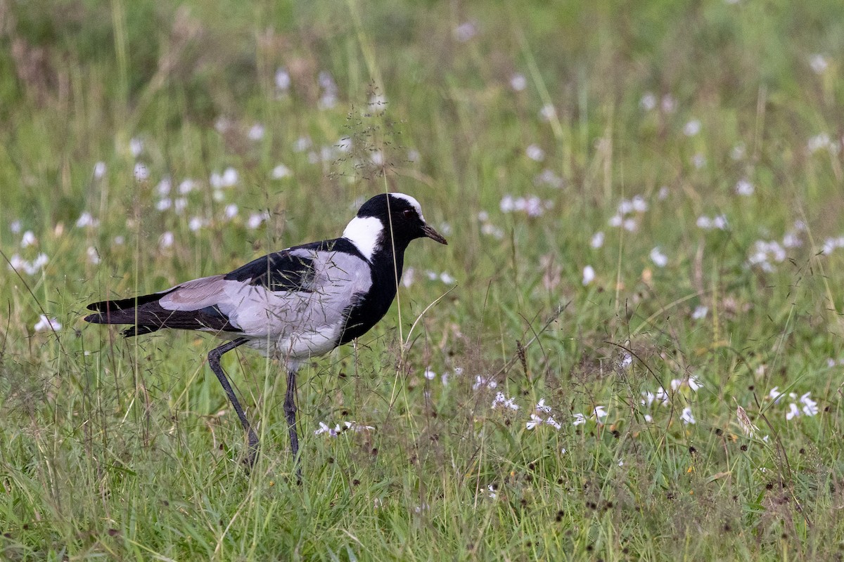 Blacksmith Lapwing - ML638224844