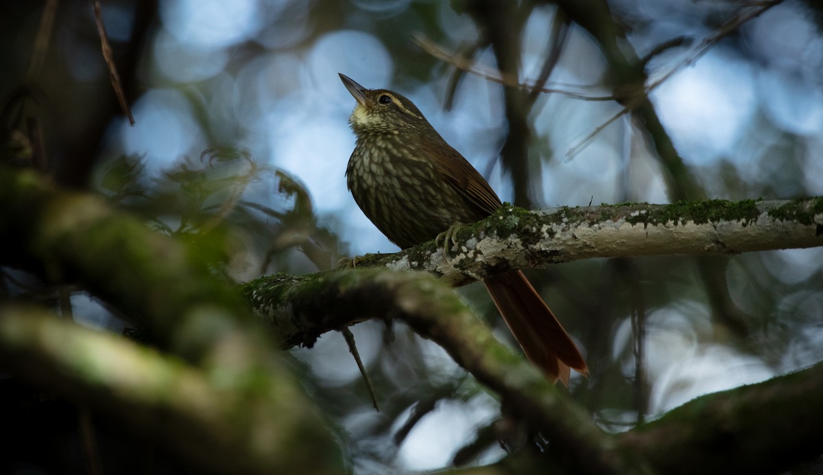 Buff-browed Foliage-gleaner - ML638224872
