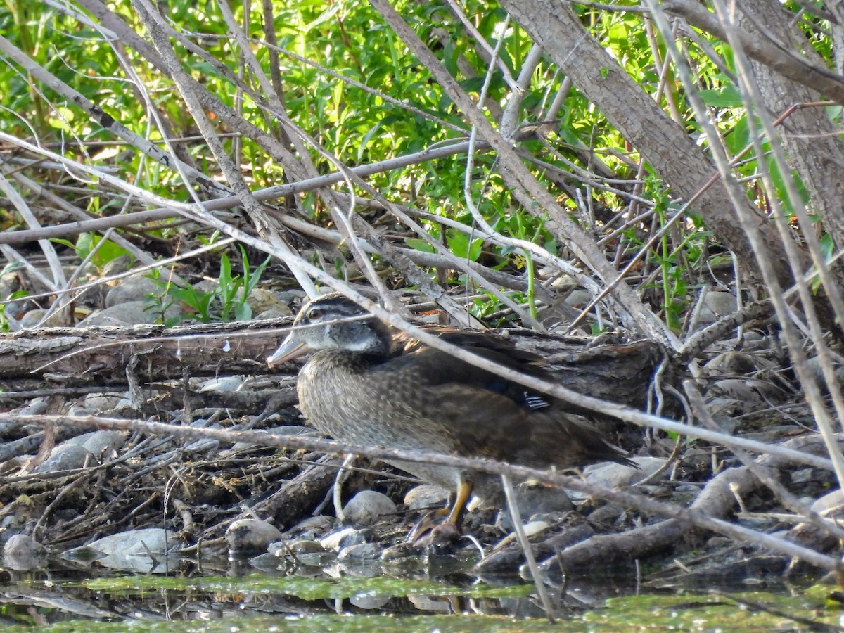 Canard branchu - ML638224873