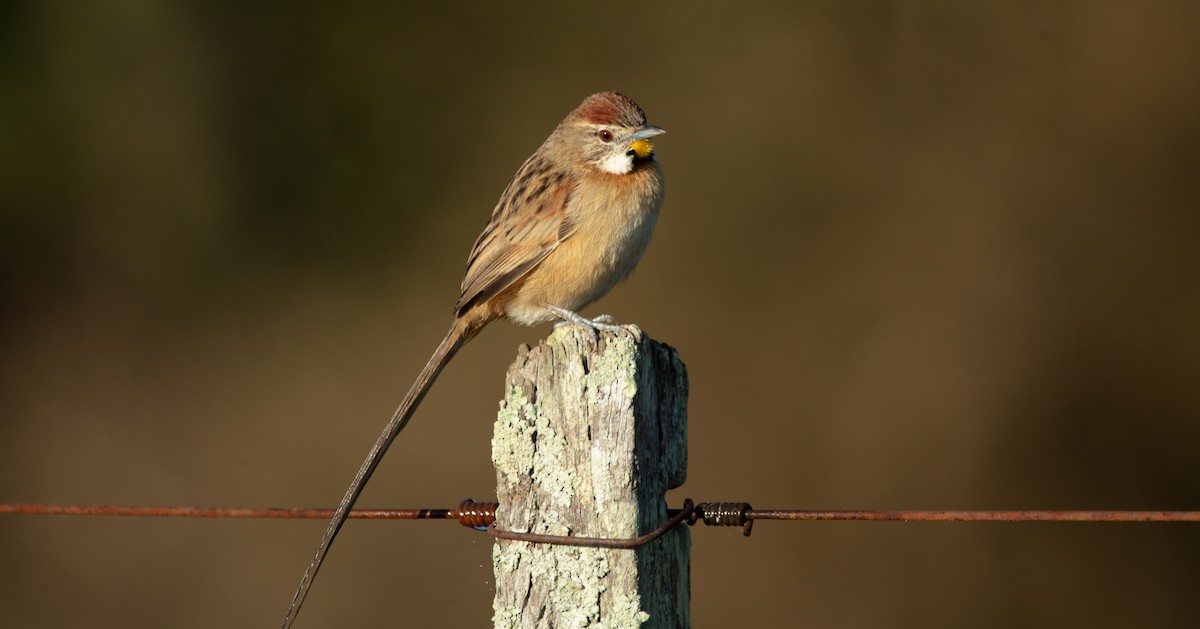 Chotoy Spinetail - ML638224876