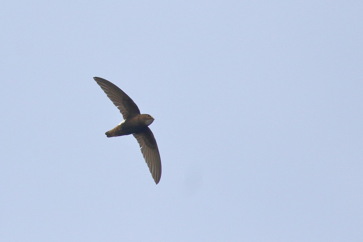 Little Swift - ML638224882