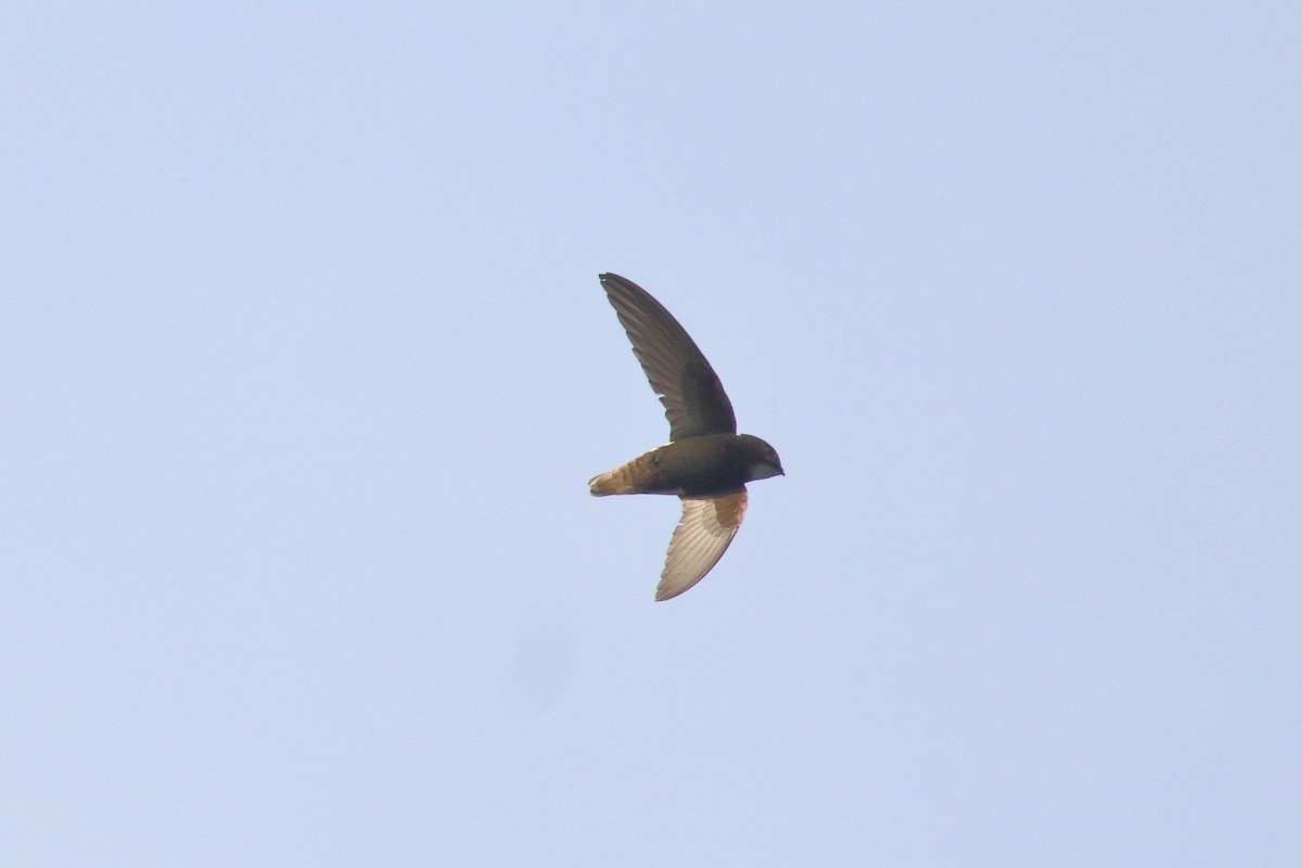 Little Swift - ML638224883