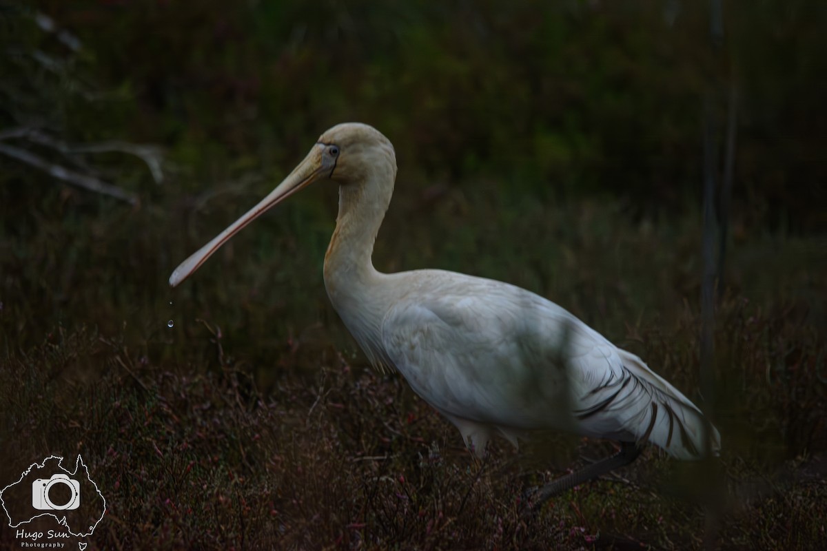 Yellow-billed Spoonbill - ML638224886