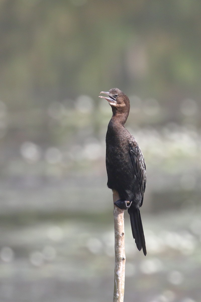 Little Cormorant - ML638224900