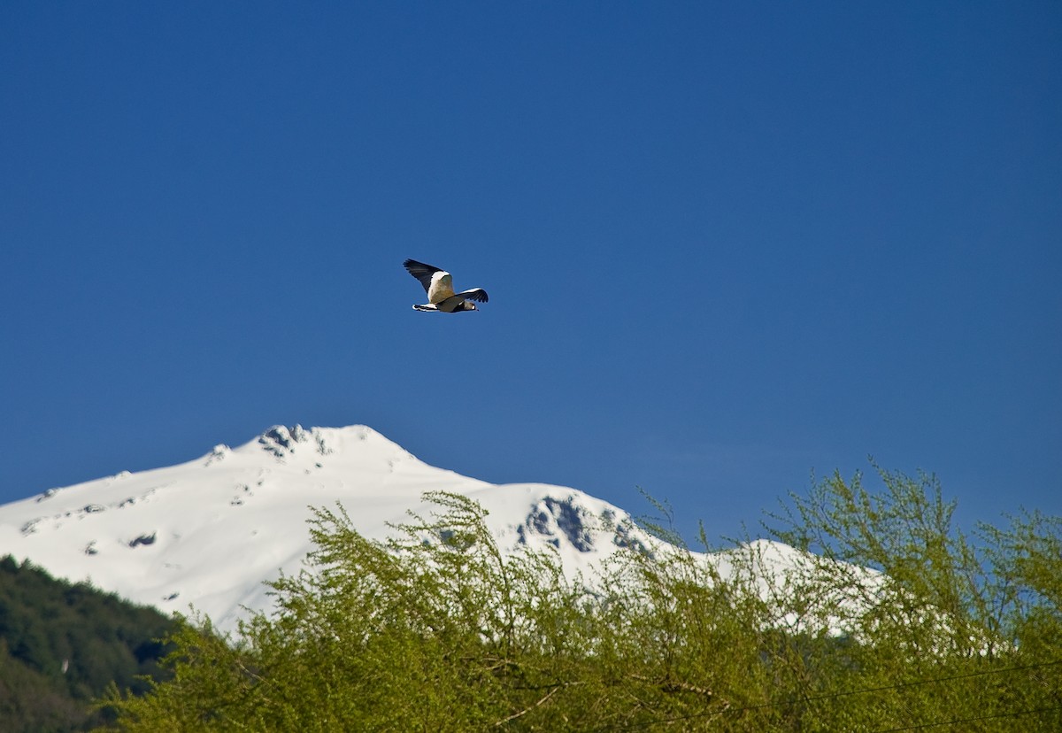 Southern Lapwing - ML638224903