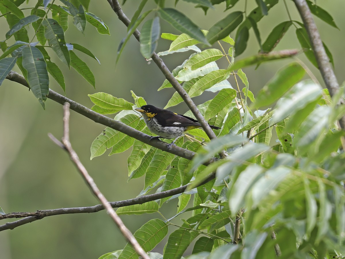 Yellow-backed Tanager - ML638224934