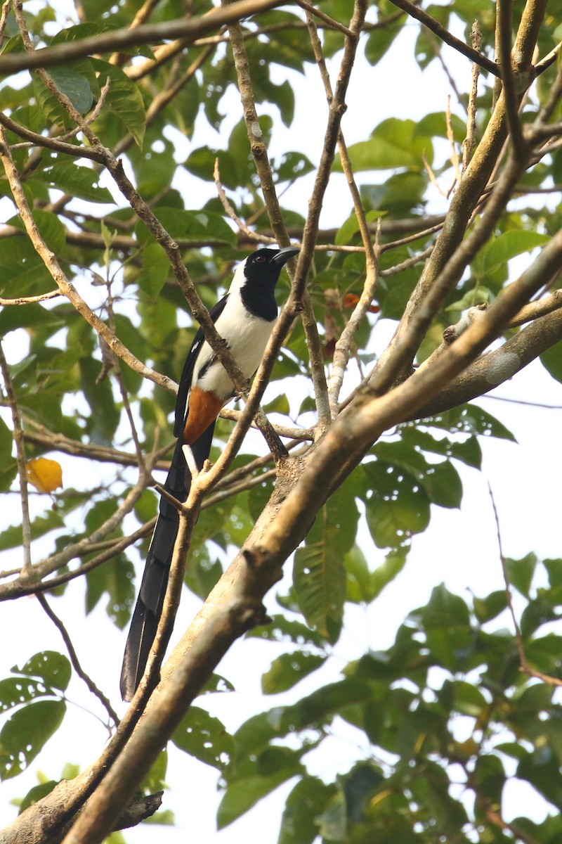 White-bellied Treepie - ML638224955