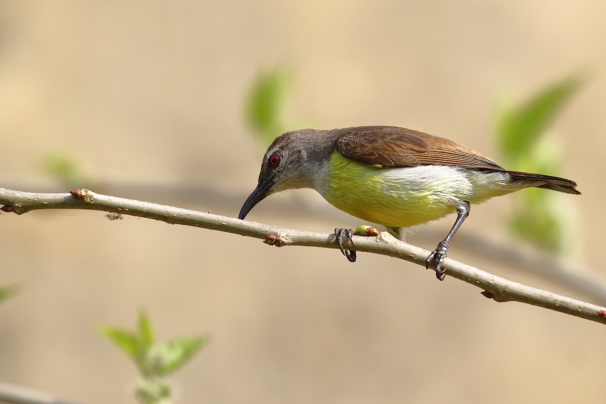 Purple-rumped Sunbird - ML638224962
