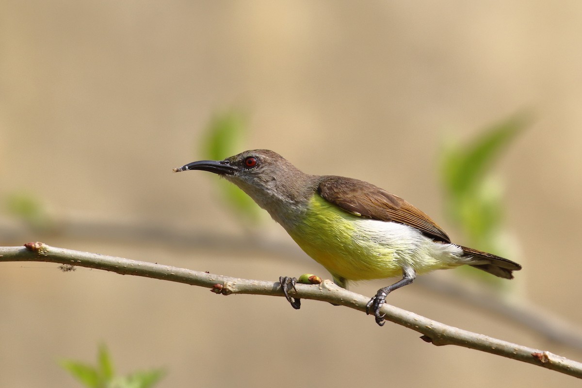 Purple-rumped Sunbird - ML638224963