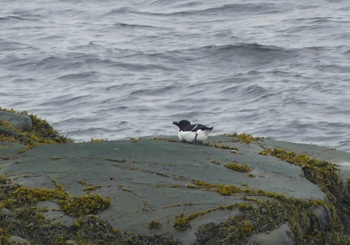 Razorbill - ML638224978