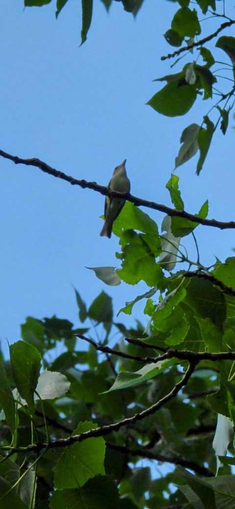 Warbling Vireo - ML638224998