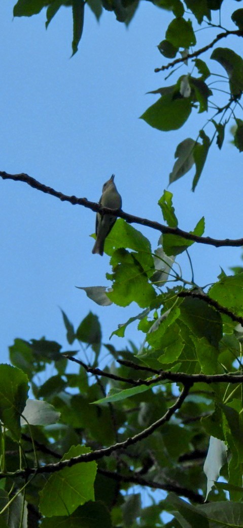 Warbling Vireo - ML638224999