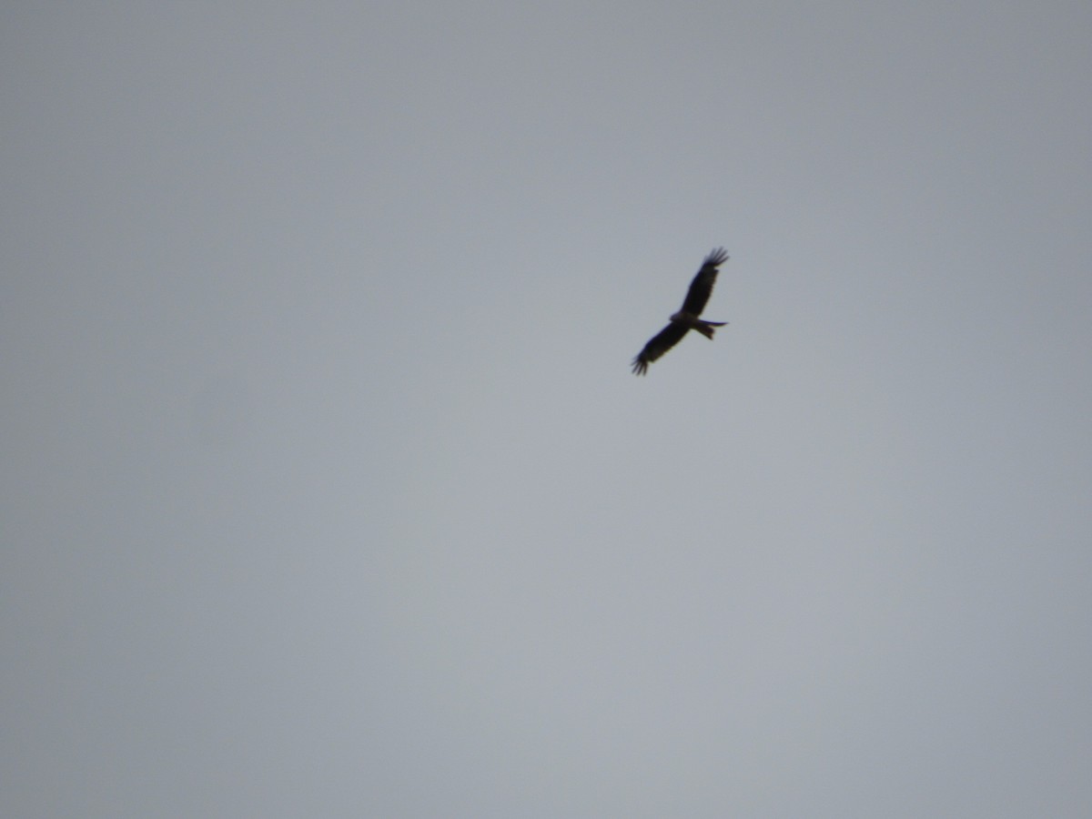 Red Kite - ML638225000