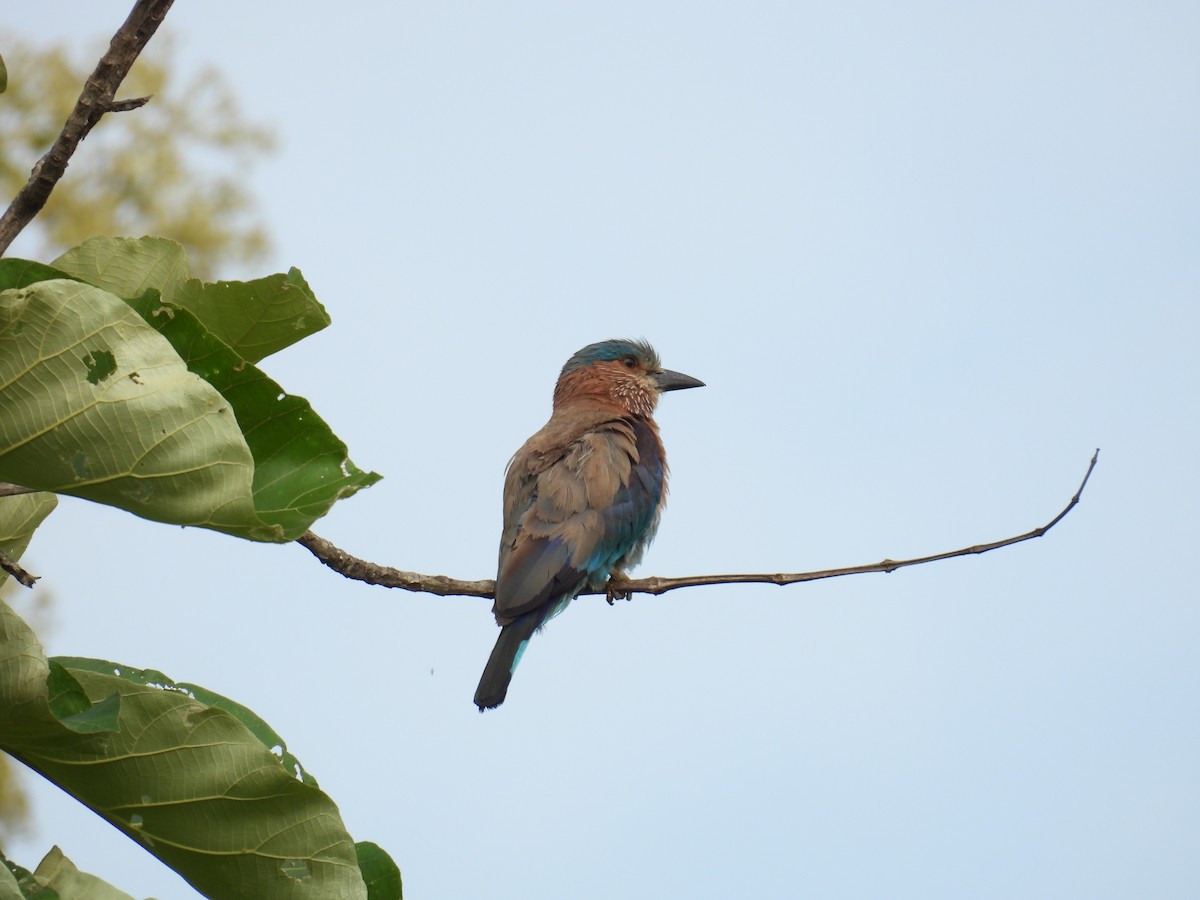 Indian Roller - ML638225022