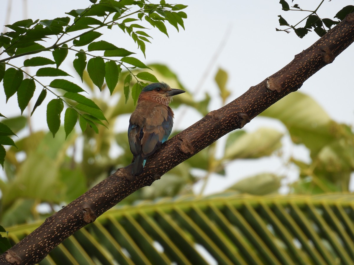 Indian Roller - ML638225023