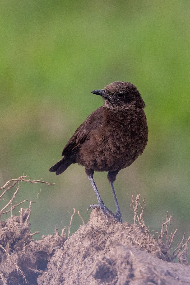 Northern Anteater-Chat - ML638225027