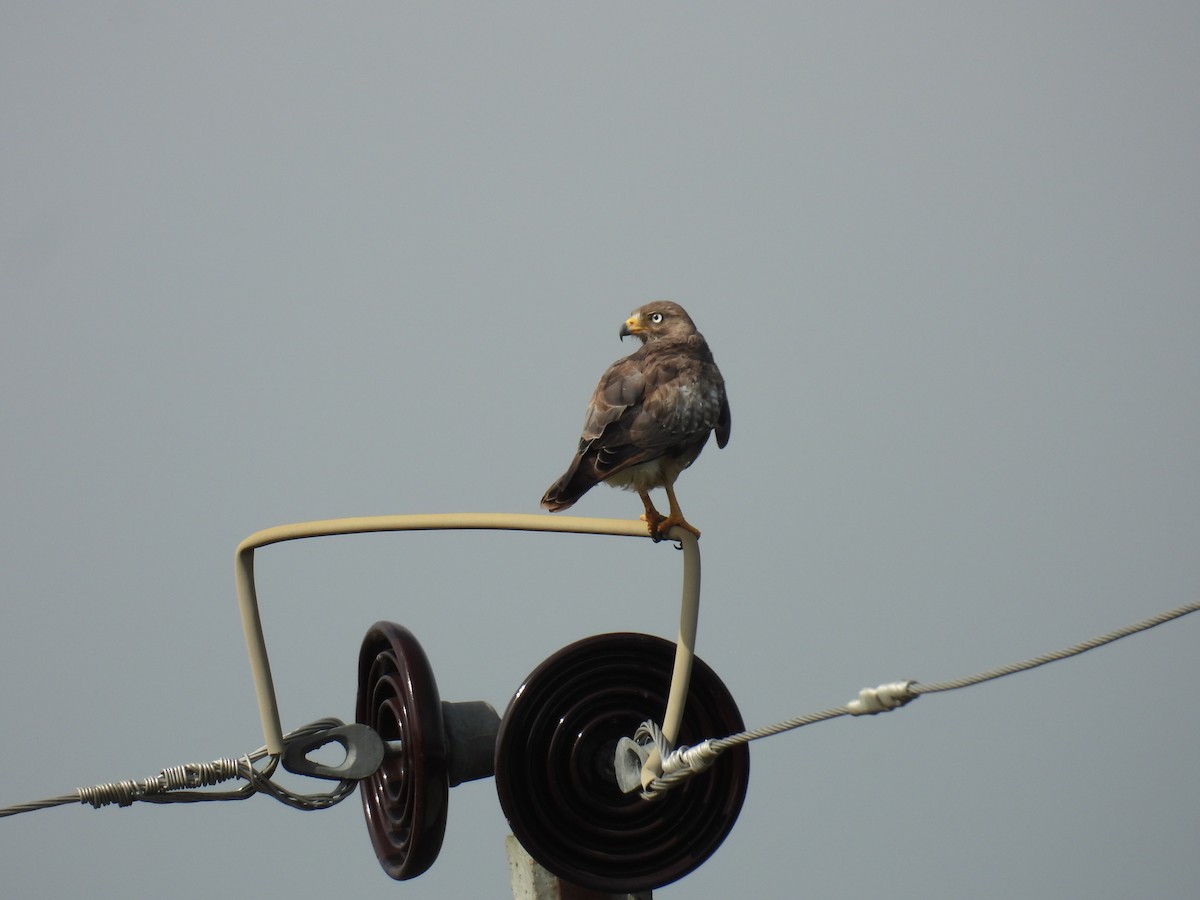 White-eyed Buzzard - ML638225037