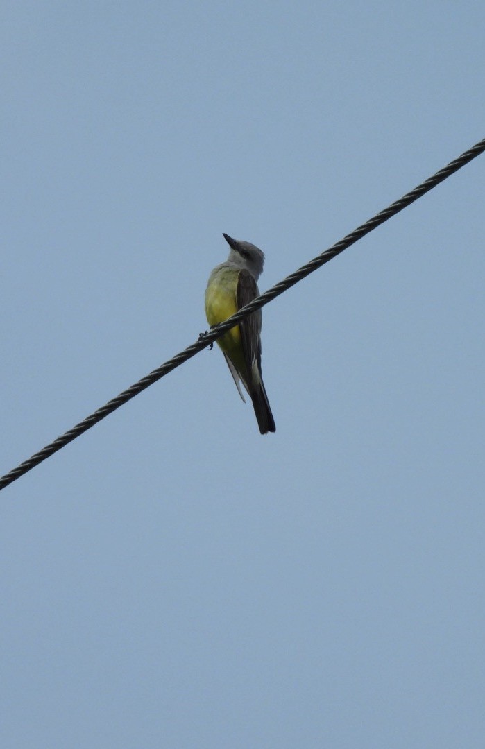 Western Kingbird - ML638225071
