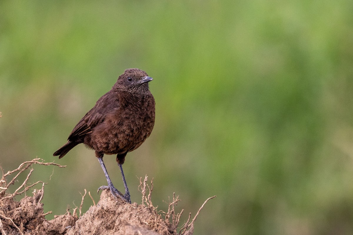 Northern Anteater-Chat - ML638225076