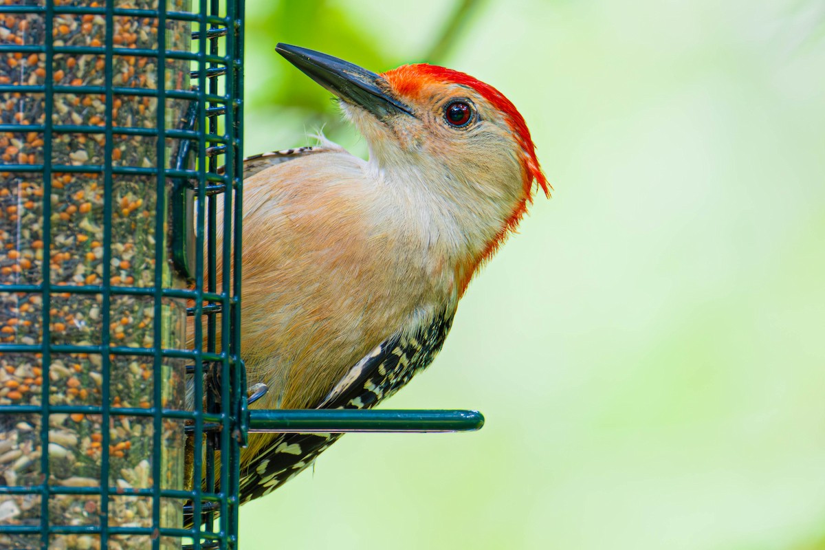 Red-bellied Woodpecker - ML638225106
