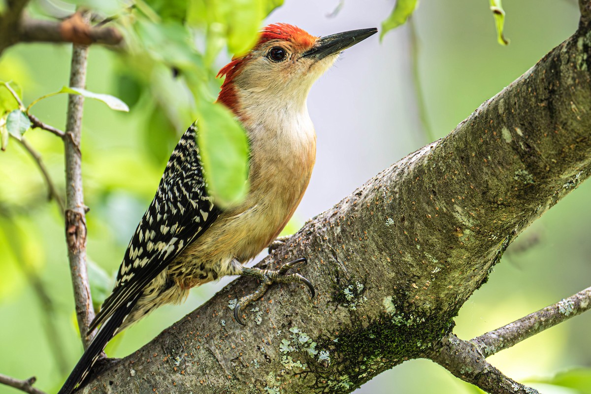 Red-bellied Woodpecker - ML638225107